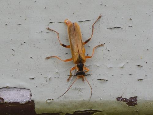 Réf. 321 739 : Cantharis sp.